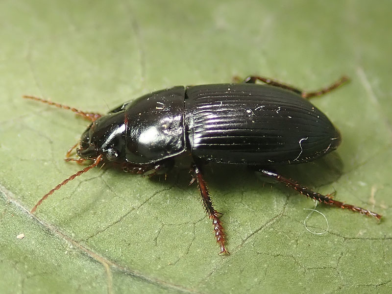 Carabidae: Harpalus  sp.